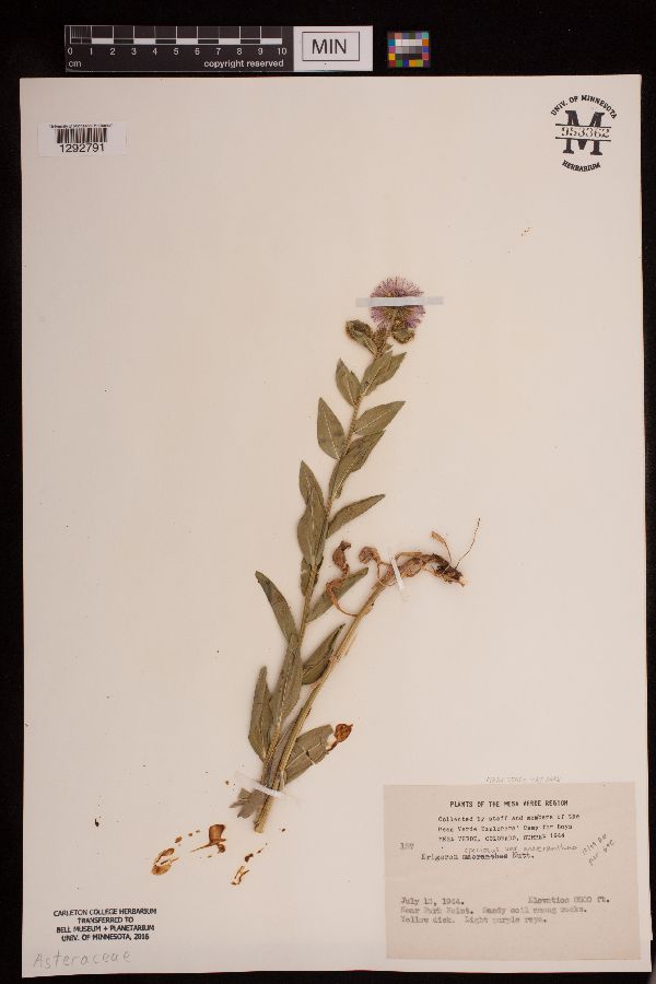 Erigeron speciosus image