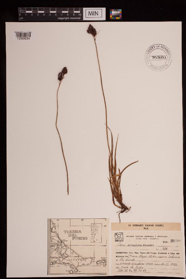 Carex atropicta image