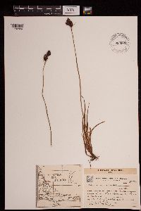 Image of Carex atropicta
