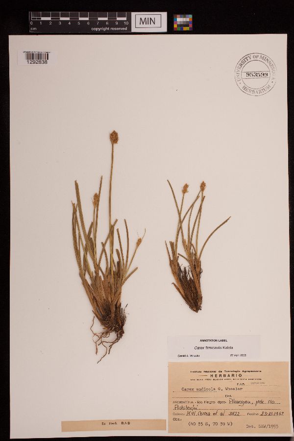 Carex firmicaulis image