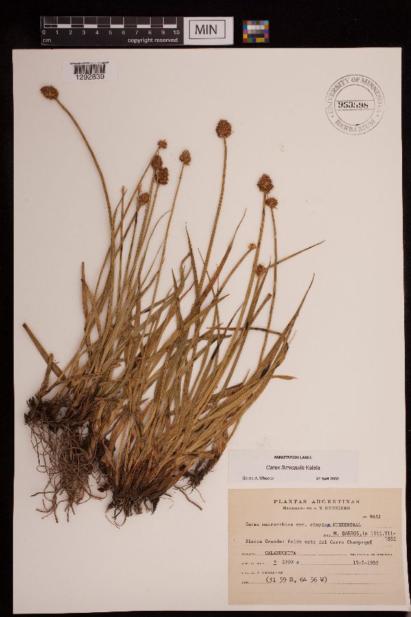 Carex firmicaulis image