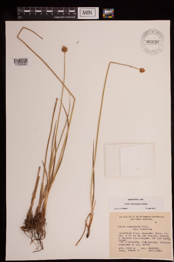 Carex nebularum image