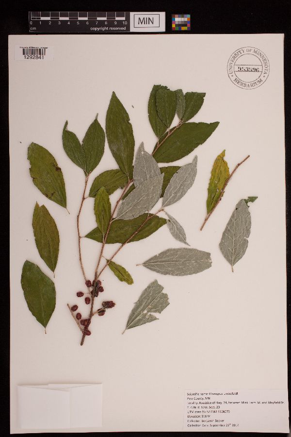 Elaeagnus image