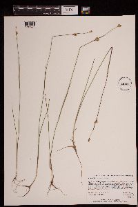 Juncus stygius image