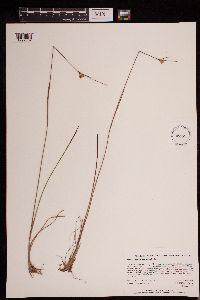 Juncus stygius image