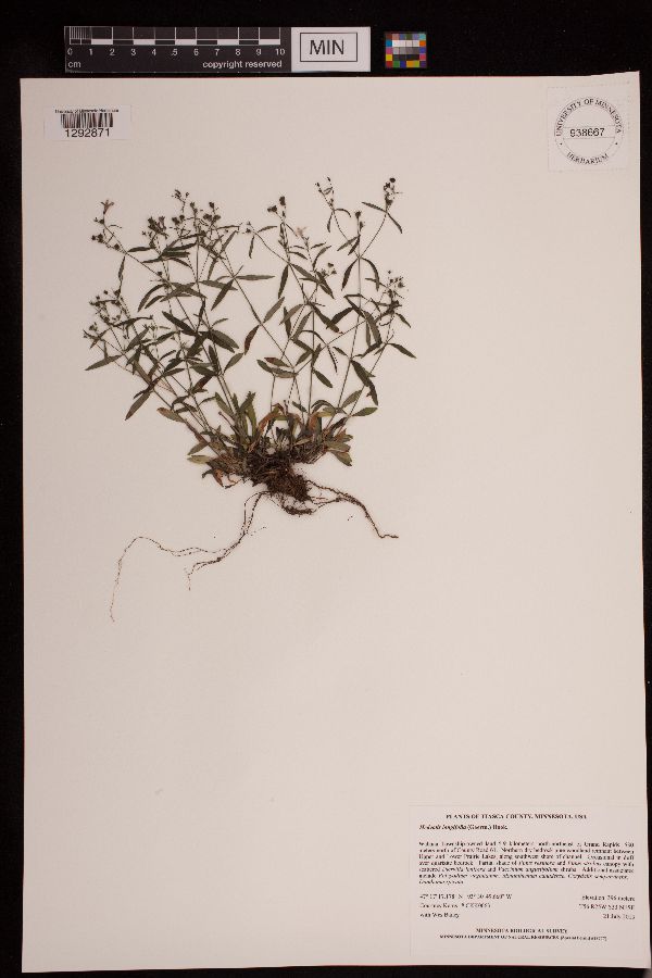 Hedyotis longifolia image