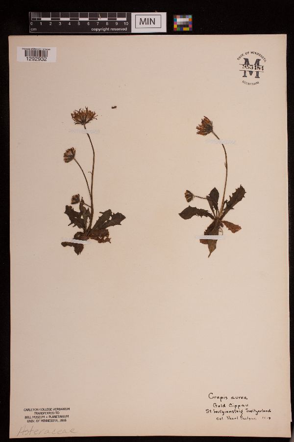 Crepis aurea image