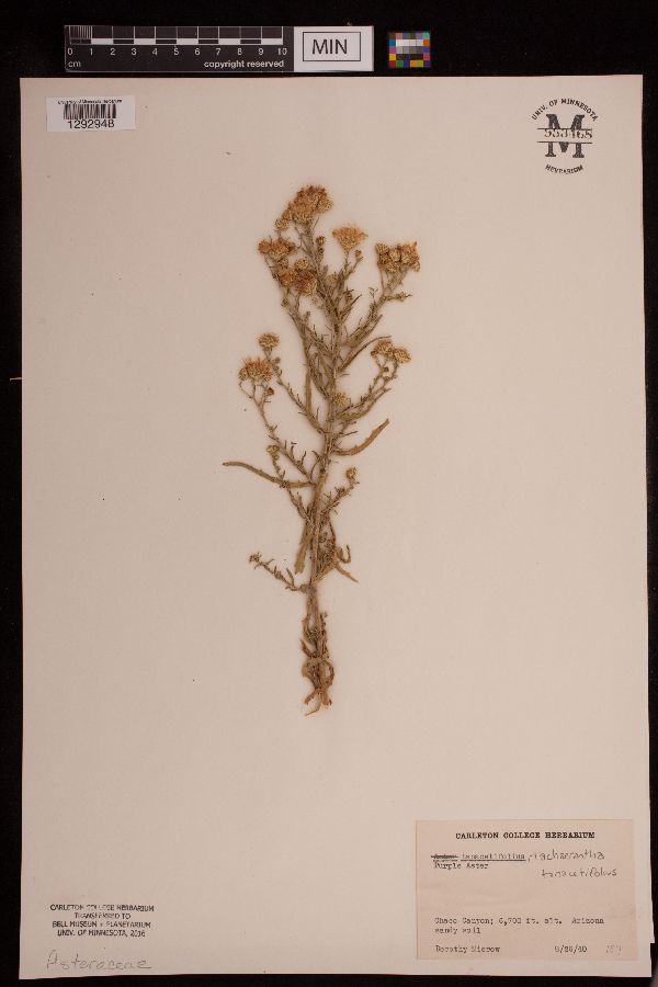 Machaeranthera tanacetifolia image