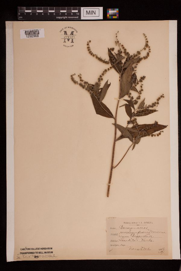 Cynoglossum morisonii image