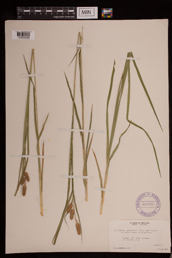 Carex × deamii image