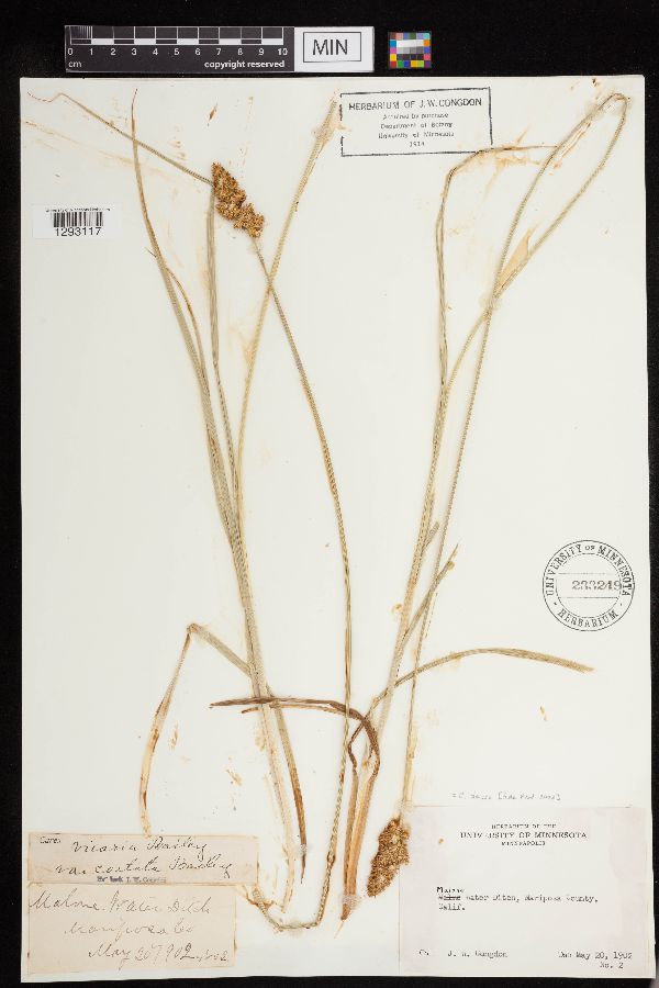 Carex densa image