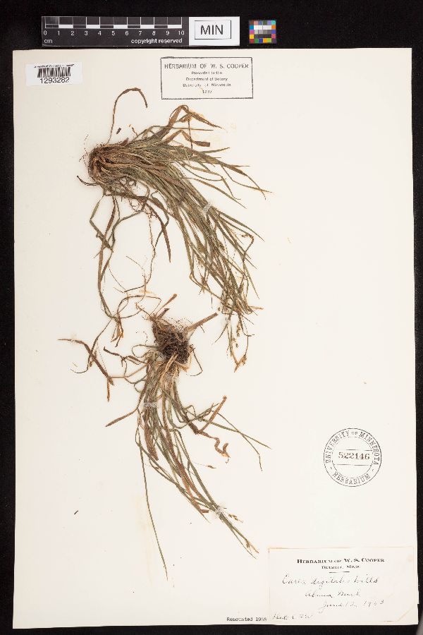 Carex image