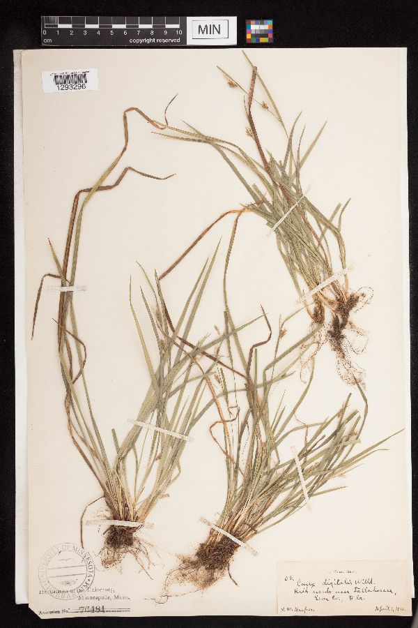 Carex digitalis image