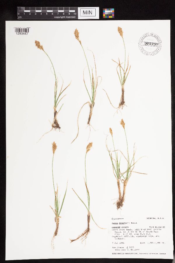 Carex douglasii image