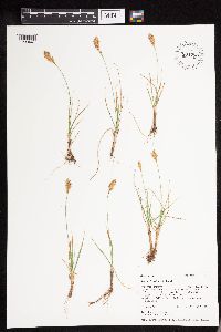 Carex douglasii image