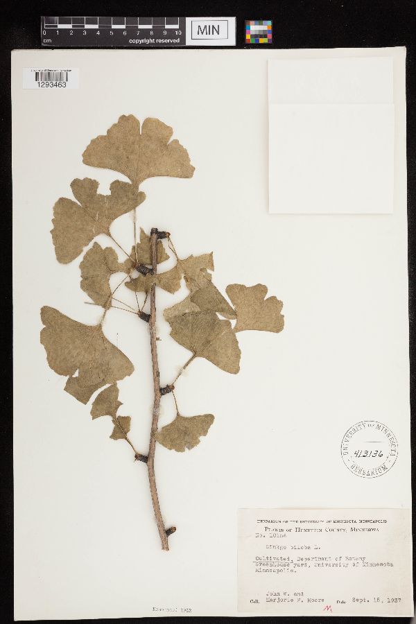 Ginkgo biloba image