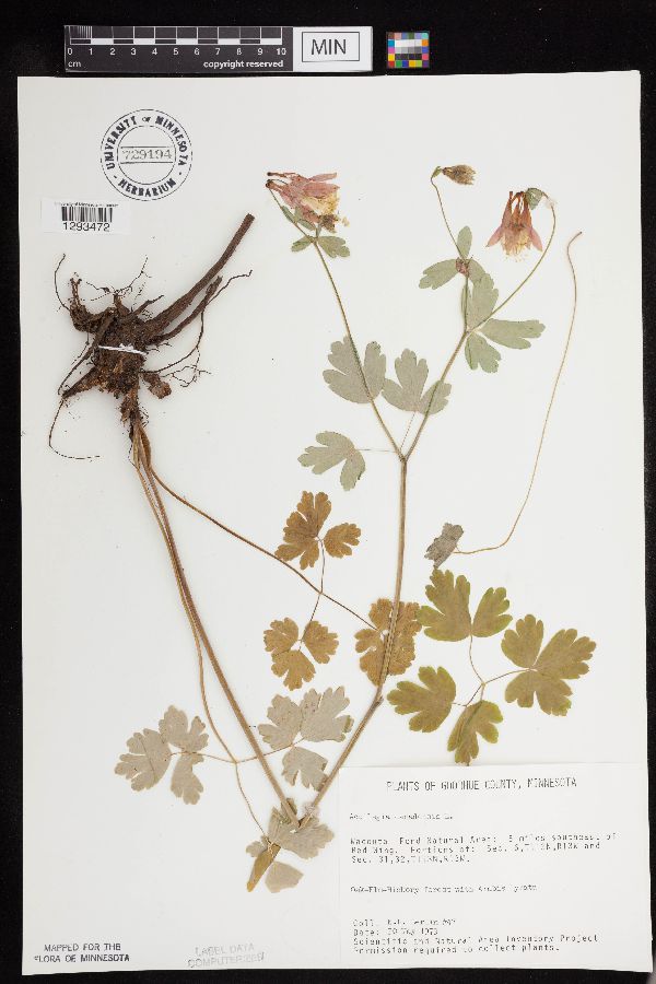 Ranunculaceae image