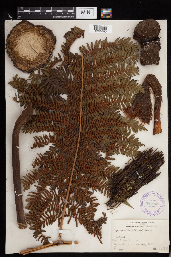 Cyathea affinis image