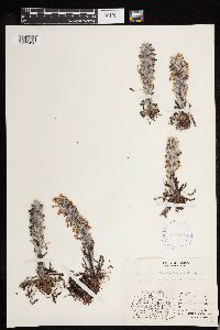 Pedicularis lanata image