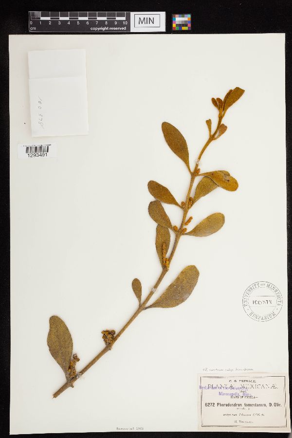 Phoradendron serotinum subsp. tomentosum image