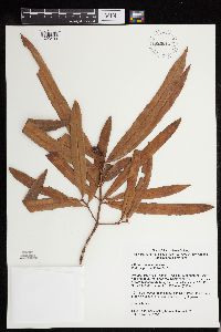 Image of Podocarpus neriifolius