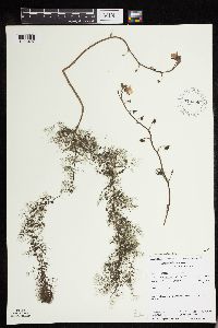 Image of Utricularia vulgaris