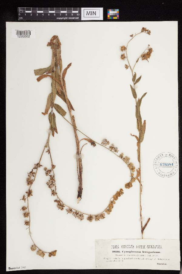 Cynoglossum montanum image