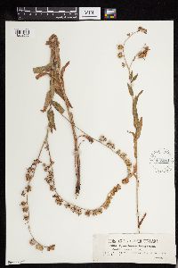 Image of Cynoglossum hungaricum