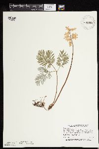 Image of Dicentra canadensis