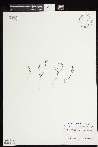 Euphrasia hudsoniana image