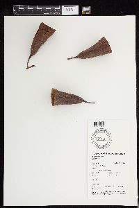 Couratari oblongifolia image
