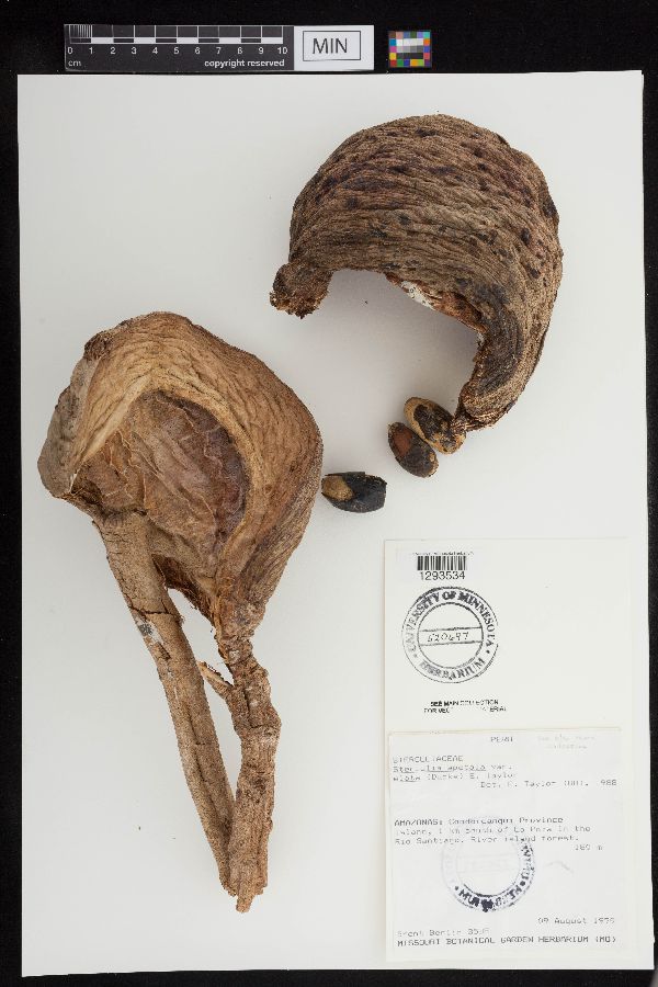 Sterculia apetala image