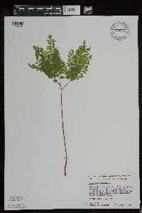 Adiantum pedatum image