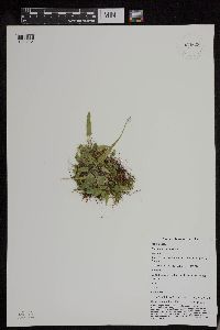 Asplenium rhizophyllum image