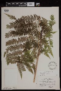 Athyrium filix-femina image