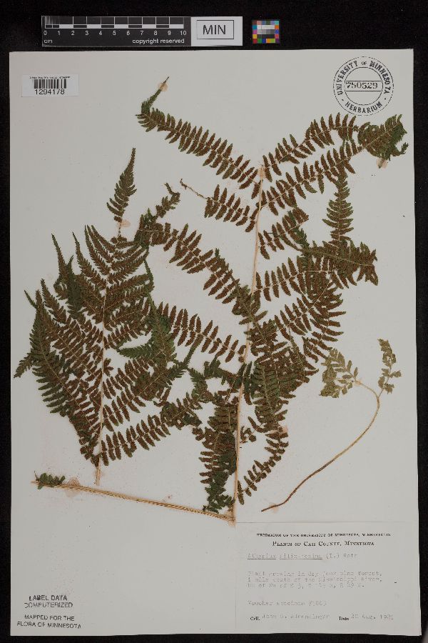 Athyrium filix-femina image