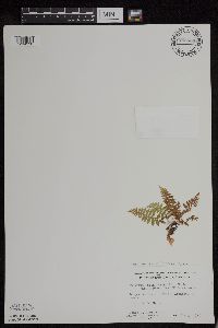 Athyrium asplenioides var. angustum image