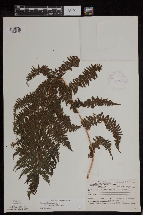 Athyrium image