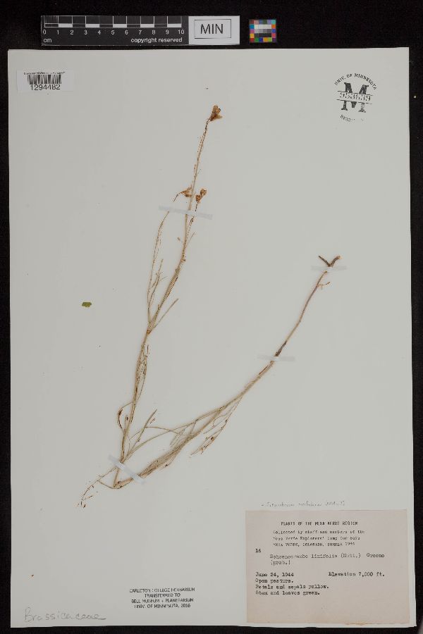 Sisymbrium linifolium image