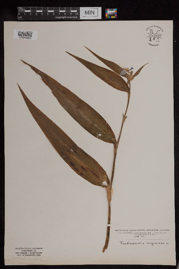 Tradescantia virginiana image