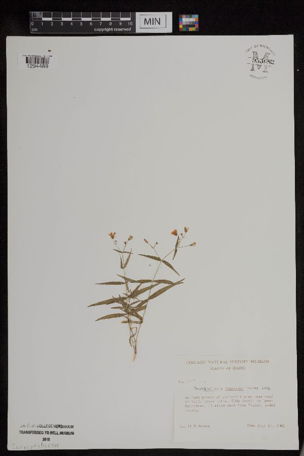 Pseudostellaria jamesiana image