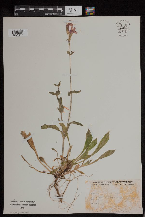 Silene virginica image