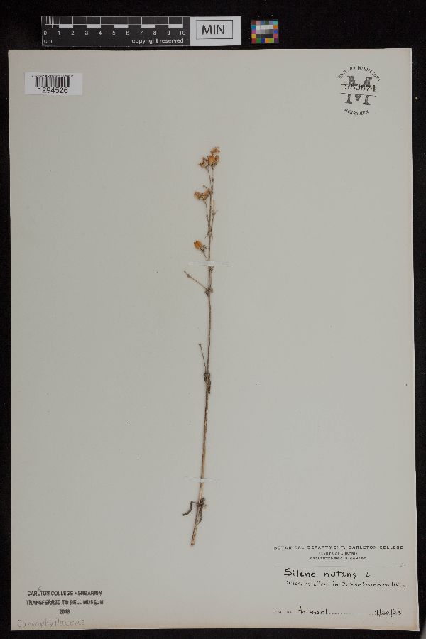 Silene nutans image