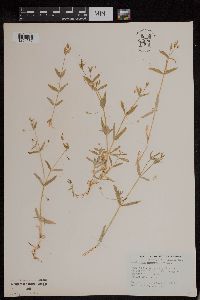 Stellaria borealis subsp. sitchana image