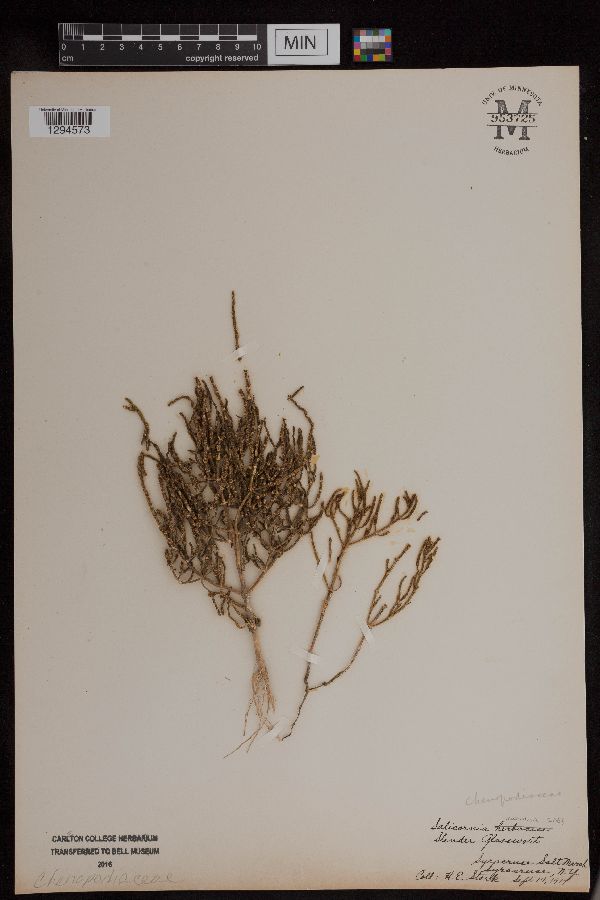 Salicornia maritima image