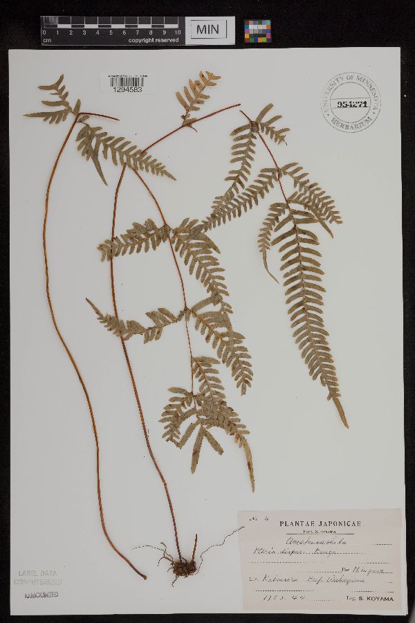 Pteris dispar image