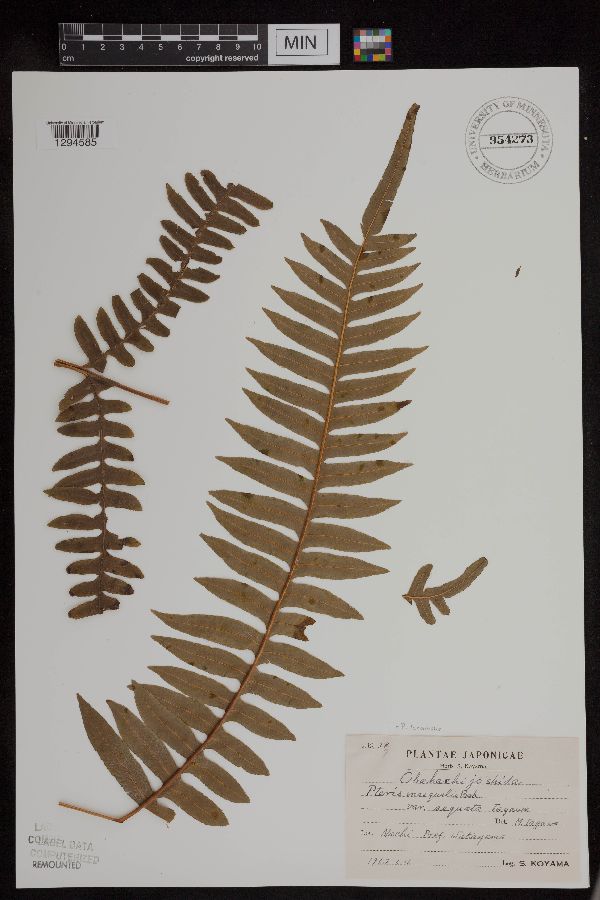 Pteris terminalis image