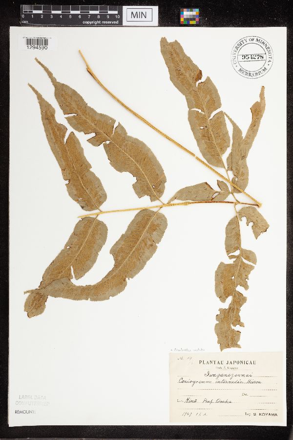 Cheilanthes veitchii image