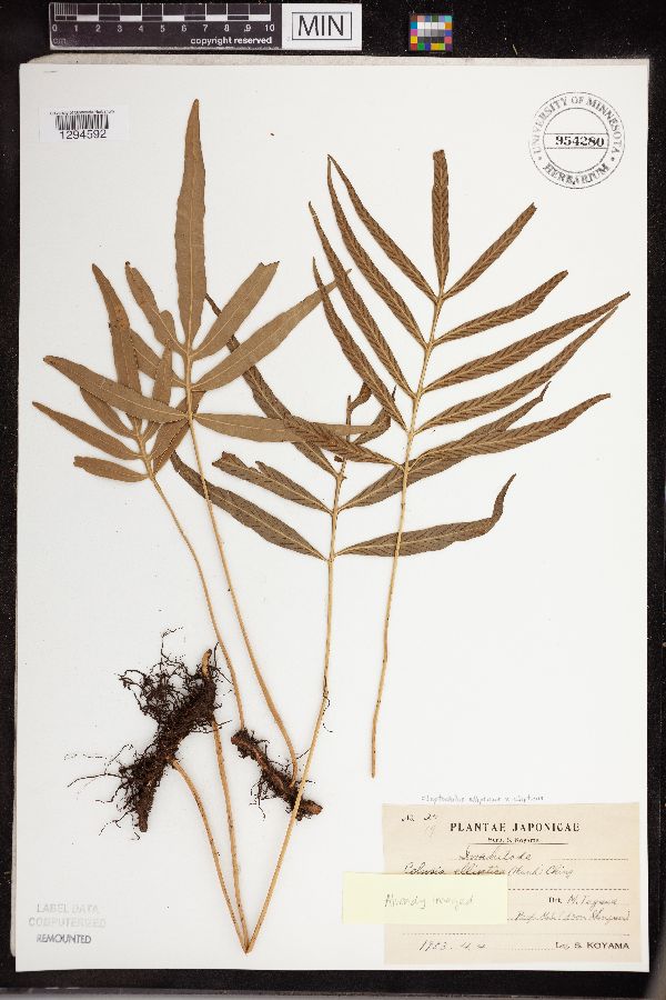 Leptochilus ellipticus var. ellipticus image