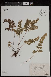 Image of Lindsaea chienii